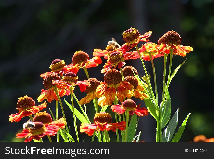 Plant, Flower, Flora, Flowering Plant