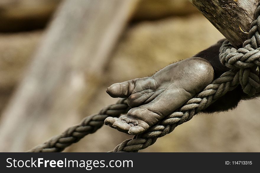 Hand, Close Up, Tree, Metal