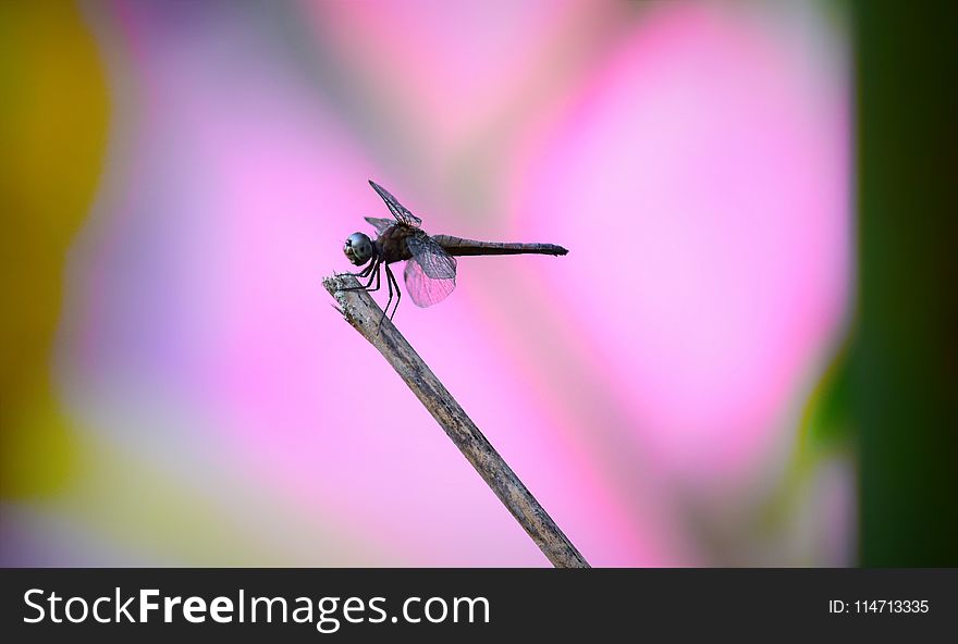 Insect, Dragonfly, Macro Photography, Dragonflies And Damseflies
