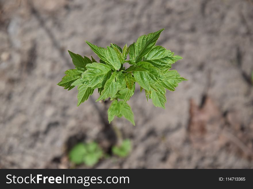 Plant, Leaf, Soil, Herb