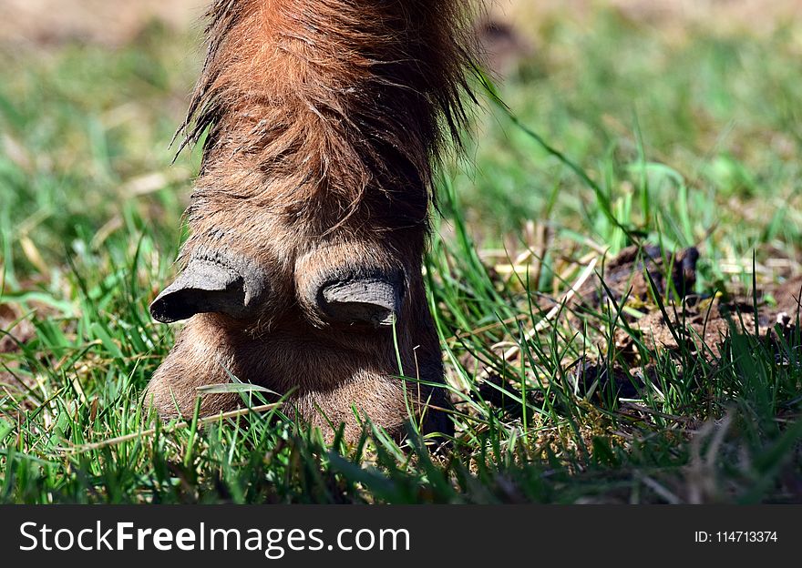 Fauna, Wildlife, Mammal, Grass