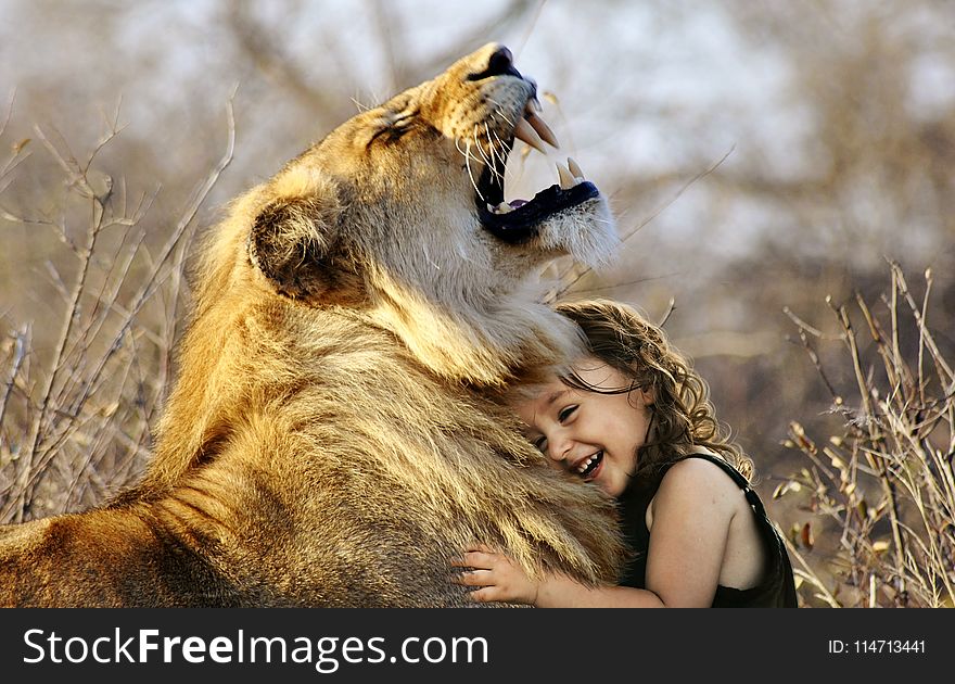 Wildlife, Facial Expression, Lion, Mammal