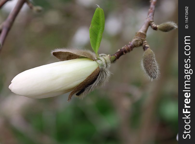 Flora, Plant, Bud, Branch