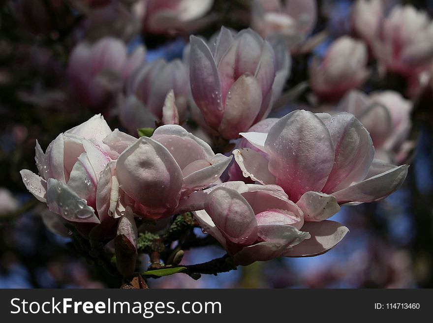 Plant, Flower, Spring, Blossom