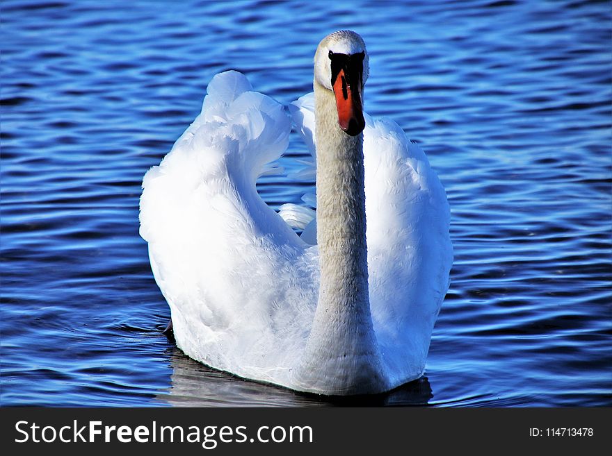 Swan, Bird, Water, Water Bird