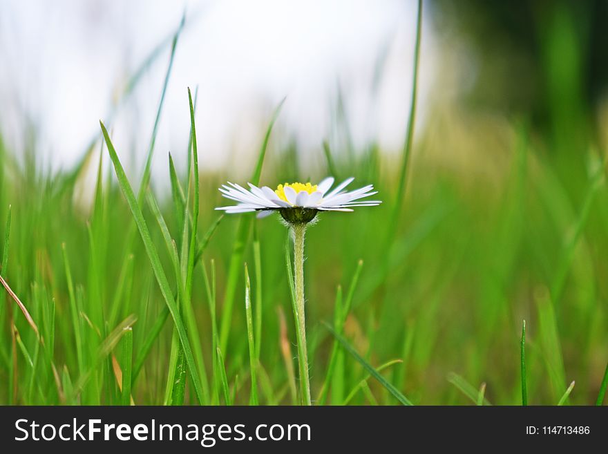 Flower, Yellow, Grass, Flora