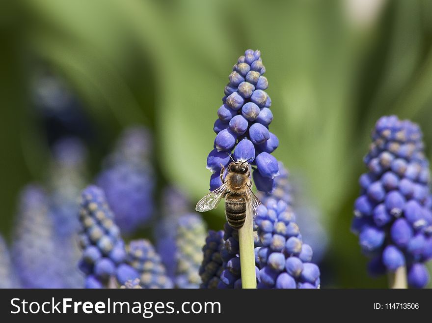 Blue, Flower, Plant, Flora