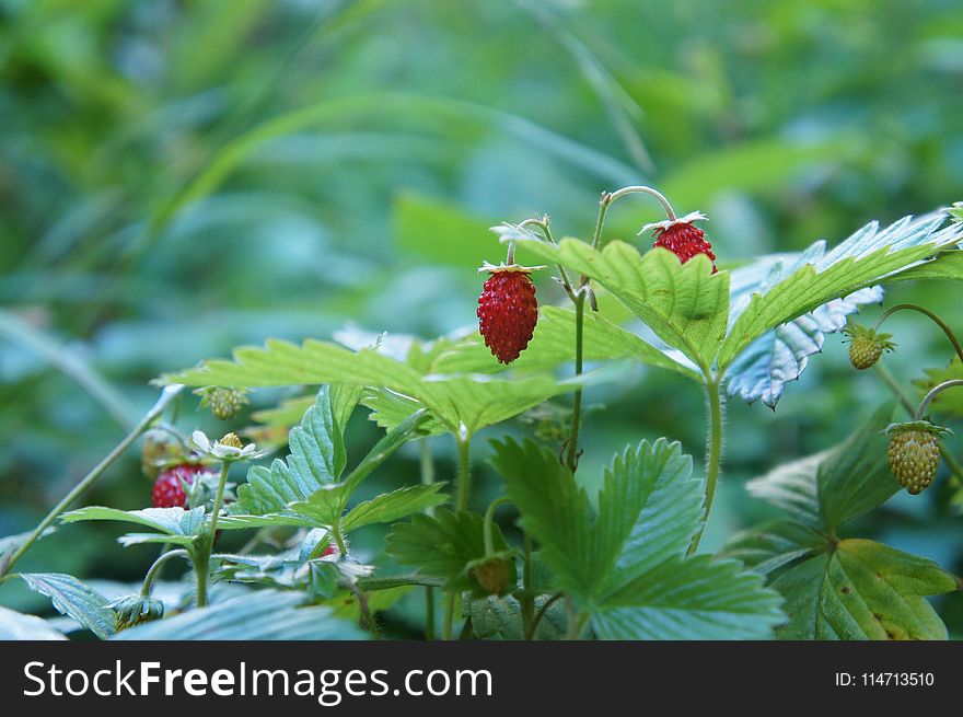 Strawberries, Vegetation, Strawberry, Plant