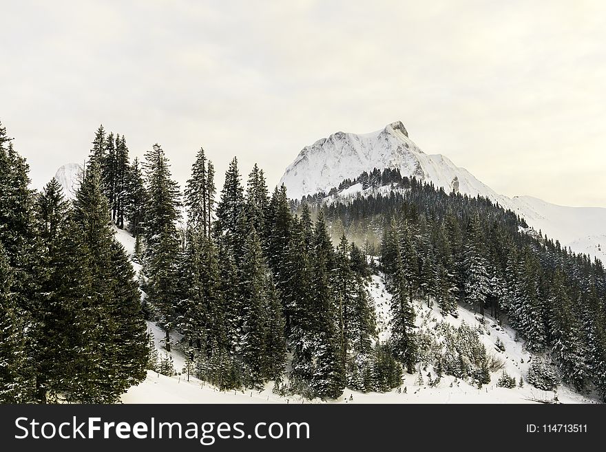 Winter, Snow, Mountainous Landforms, Tree