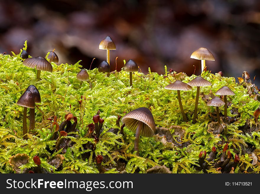 Fungus, Vegetation, Leaf, Flora