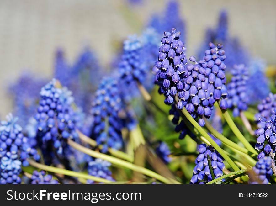 Flower, Plant, Hyacinth, Flowering Plant