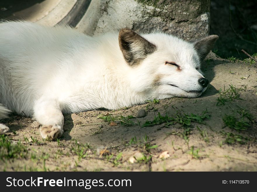 Fauna, Fox, Dog Like Mammal, Wildlife