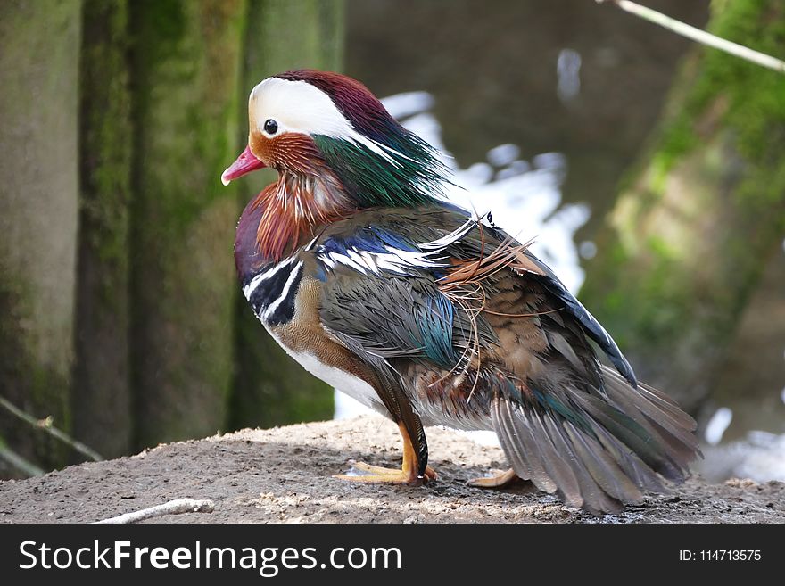 Bird, Fauna, Duck, Beak