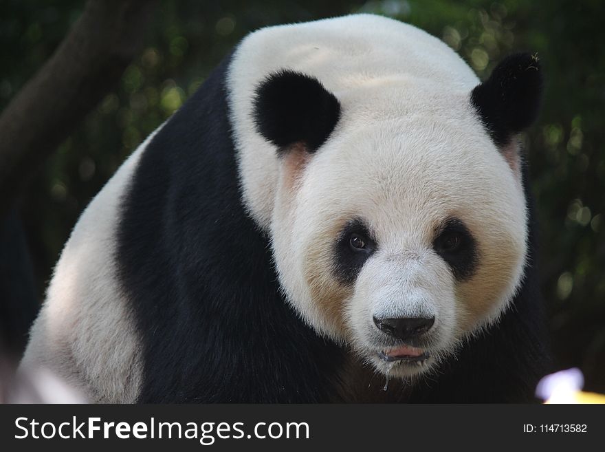 Giant Panda, Bear, Fauna, Terrestrial Animal