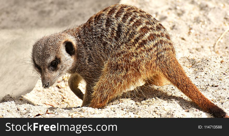 Meerkat, Mammal, Fauna, Terrestrial Animal