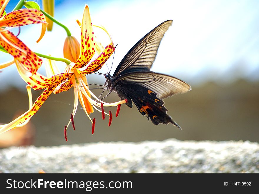 Insect, Moths And Butterflies, Butterfly, Invertebrate