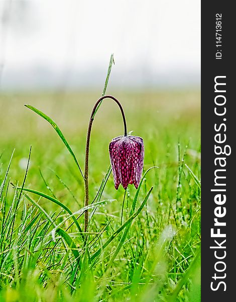 Flower, Snake S Head, Fritillaria, Plant