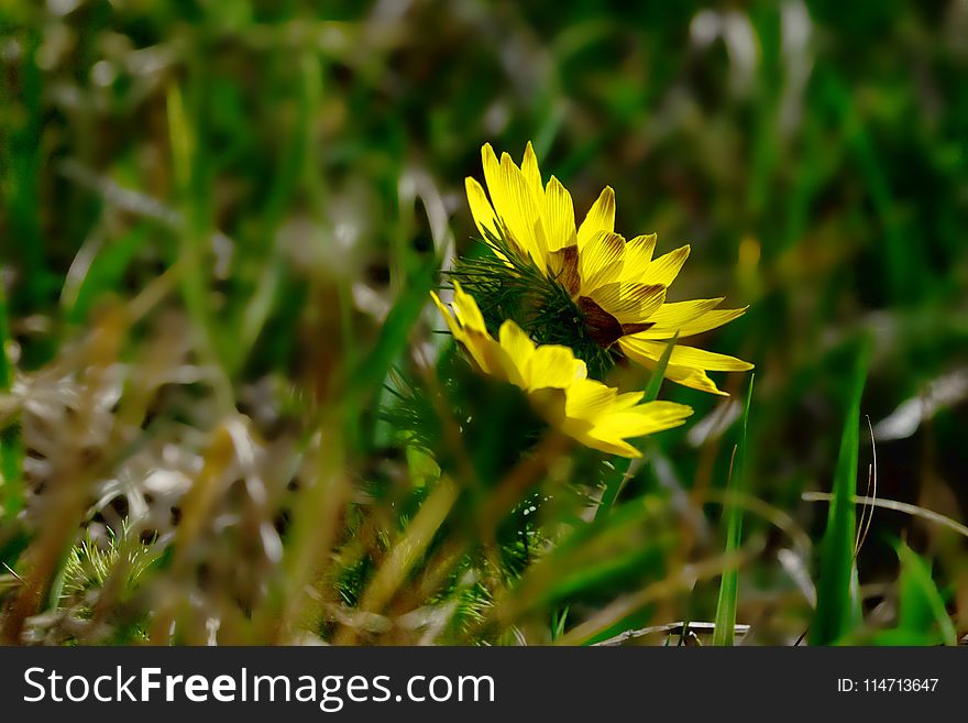 Flower, Yellow, Flora, Wildflower