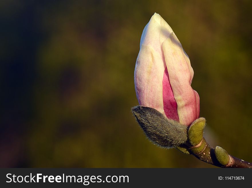 Flower, Plant, Bud, Flora