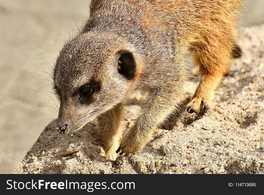 Meerkat, Mammal, Fauna, Viverridae