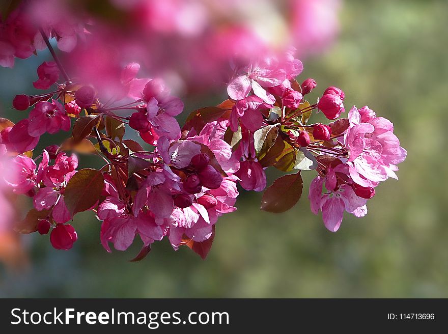 Pink, Blossom, Flower, Spring
