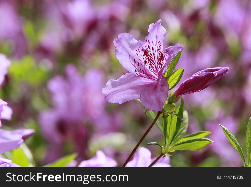 Flower, Plant, Flora, Purple