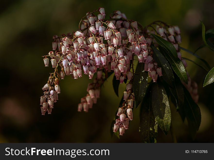 Flower, Flora, Plant, Flowering Plant