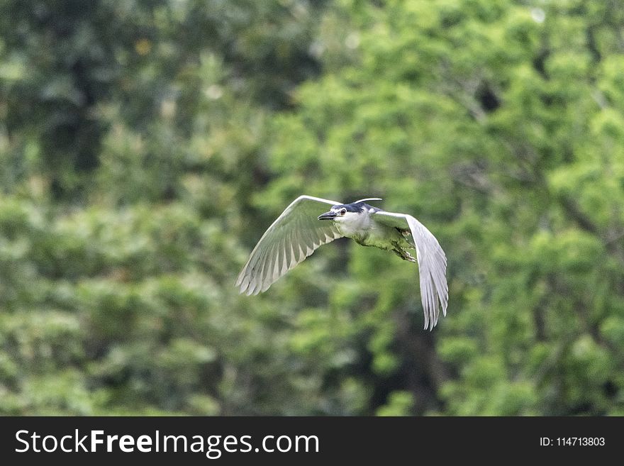 Bird, Fauna, Ecosystem, Wildlife