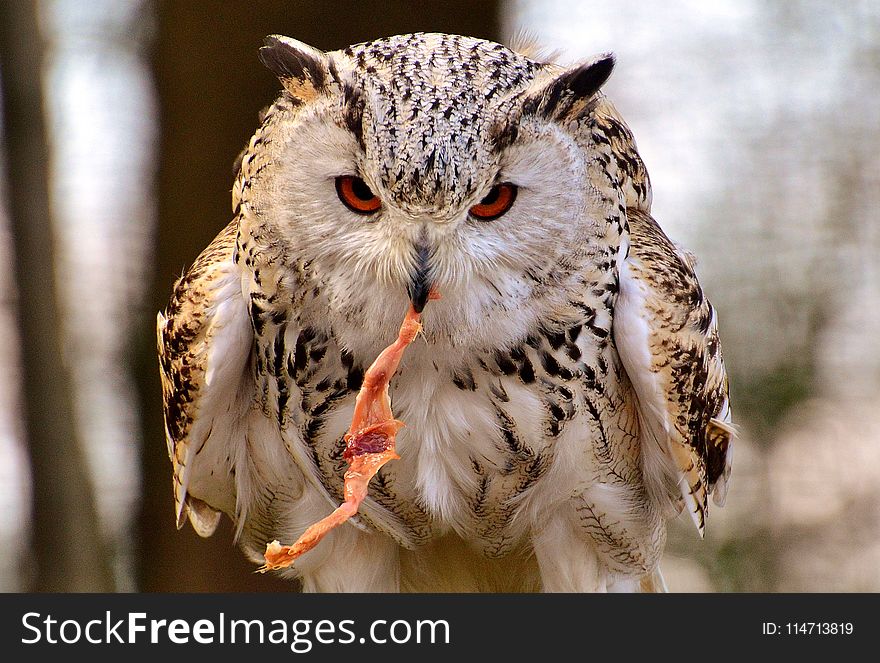 Owl, Bird Of Prey, Bird, Beak
