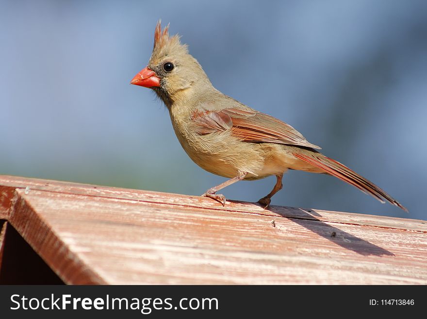 Bird, Fauna, Beak, Cardinal