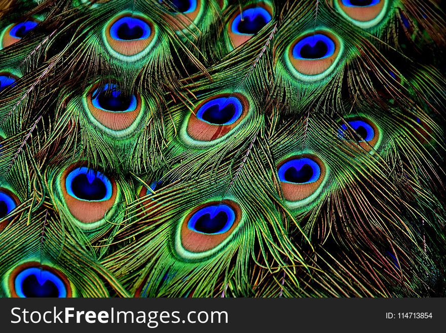 Feather, Close Up, Peafowl, Organism