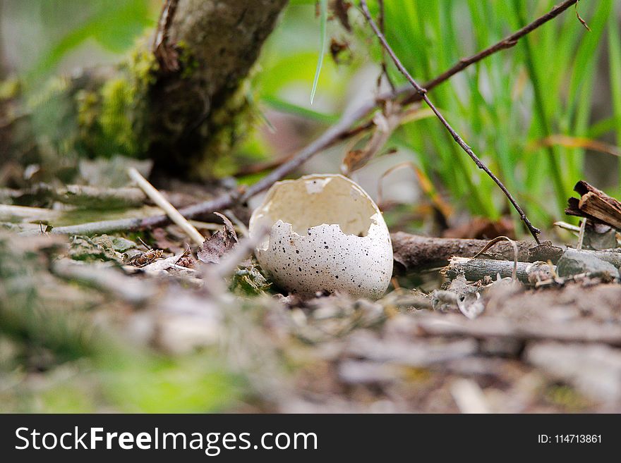 Fungus, Mushroom, Edible Mushroom, Penny Bun