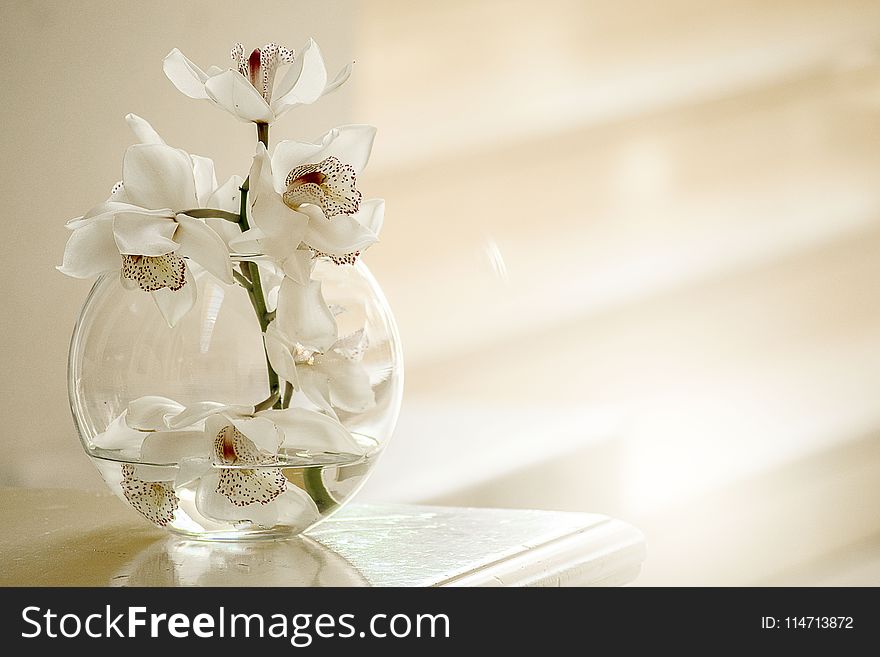 Flower, White, Vase, Floristry