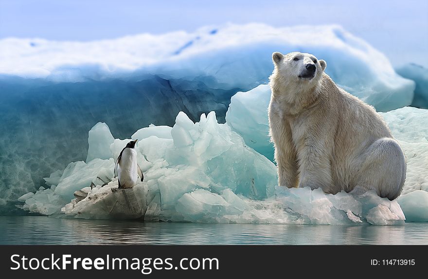 Polar Bear, Bear, Arctic Ocean, Arctic