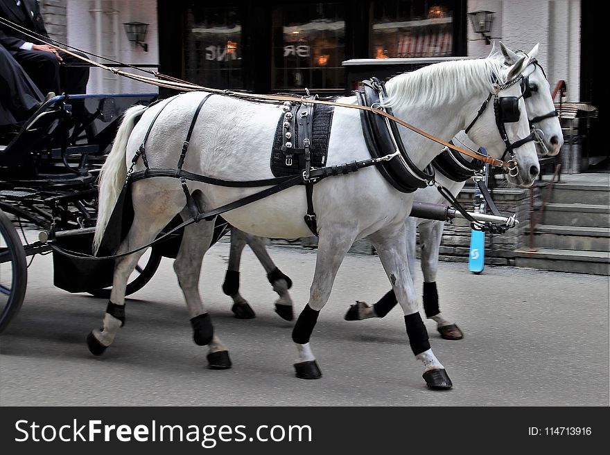 Horse Harness, Horse, Horse And Buggy, Carriage