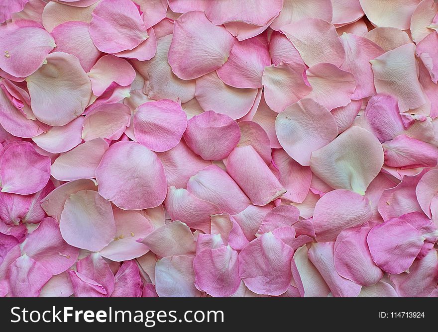 Pink, Flower, Petal, Rose Family