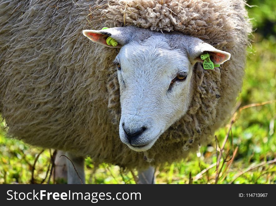 Sheep, Cow Goat Family, Horn, Snout