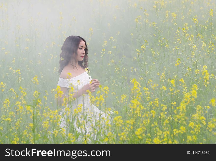 Yellow, Rapeseed, Canola, Field