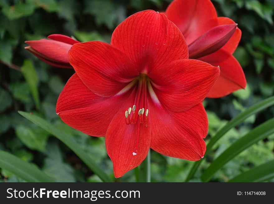 Flower, Plant, Flowering Plant, Amaryllis Belladonna