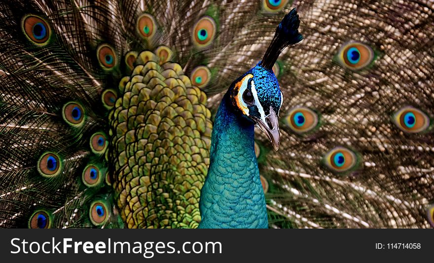 Peafowl, Feather, Fauna, Galliformes
