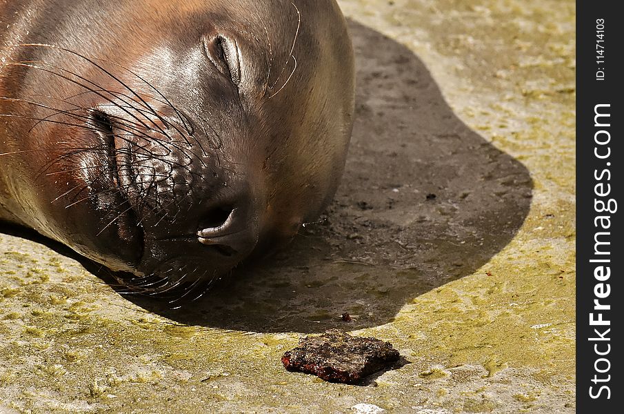 Seals, Fauna, Mammal, Terrestrial Animal