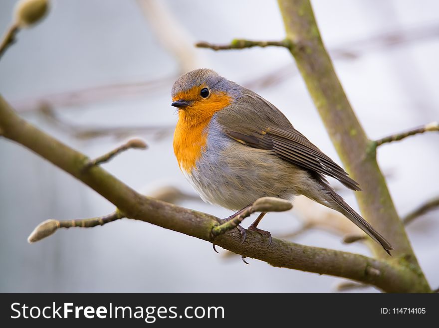 Bird, European Robin, Beak, Fauna