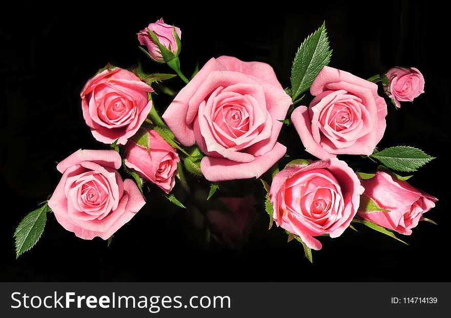 Rose, Flower, Garden Roses, Rose Family