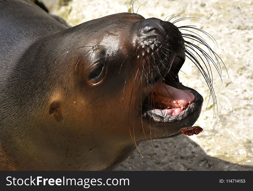 Seals, Mammal, Fauna, Terrestrial Animal