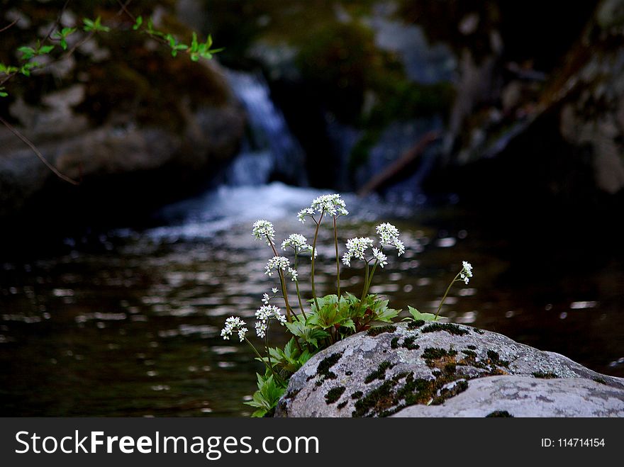 Water, Nature, Stream, Watercourse