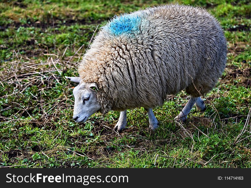 Sheep, Grass, Grazing, Fauna