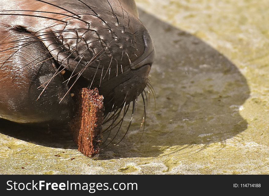 Fauna, Close Up, Terrestrial Animal, Invertebrate