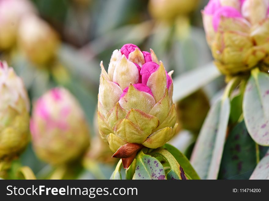 Flower, Plant, Bud, Flowering Plant