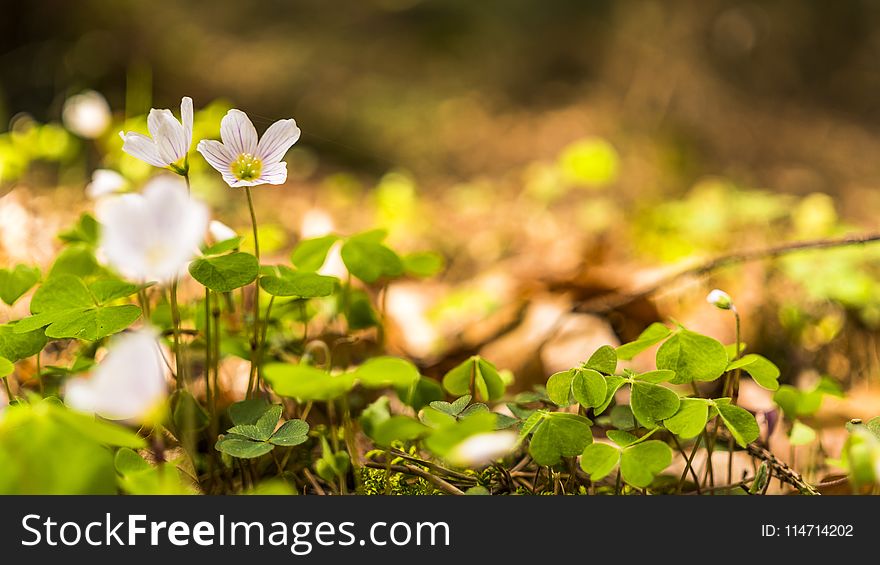 Flora, Flower, Leaf, Vegetation