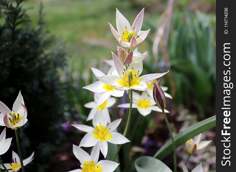 Flower, Plant, Flora, Flowering Plant